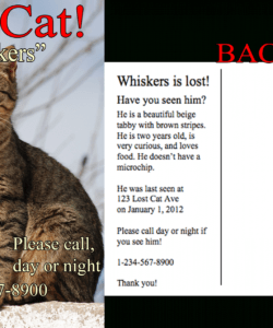 free find lost cat  the 1 lost &amp;amp; found cat website in america lost cat template flyer doc