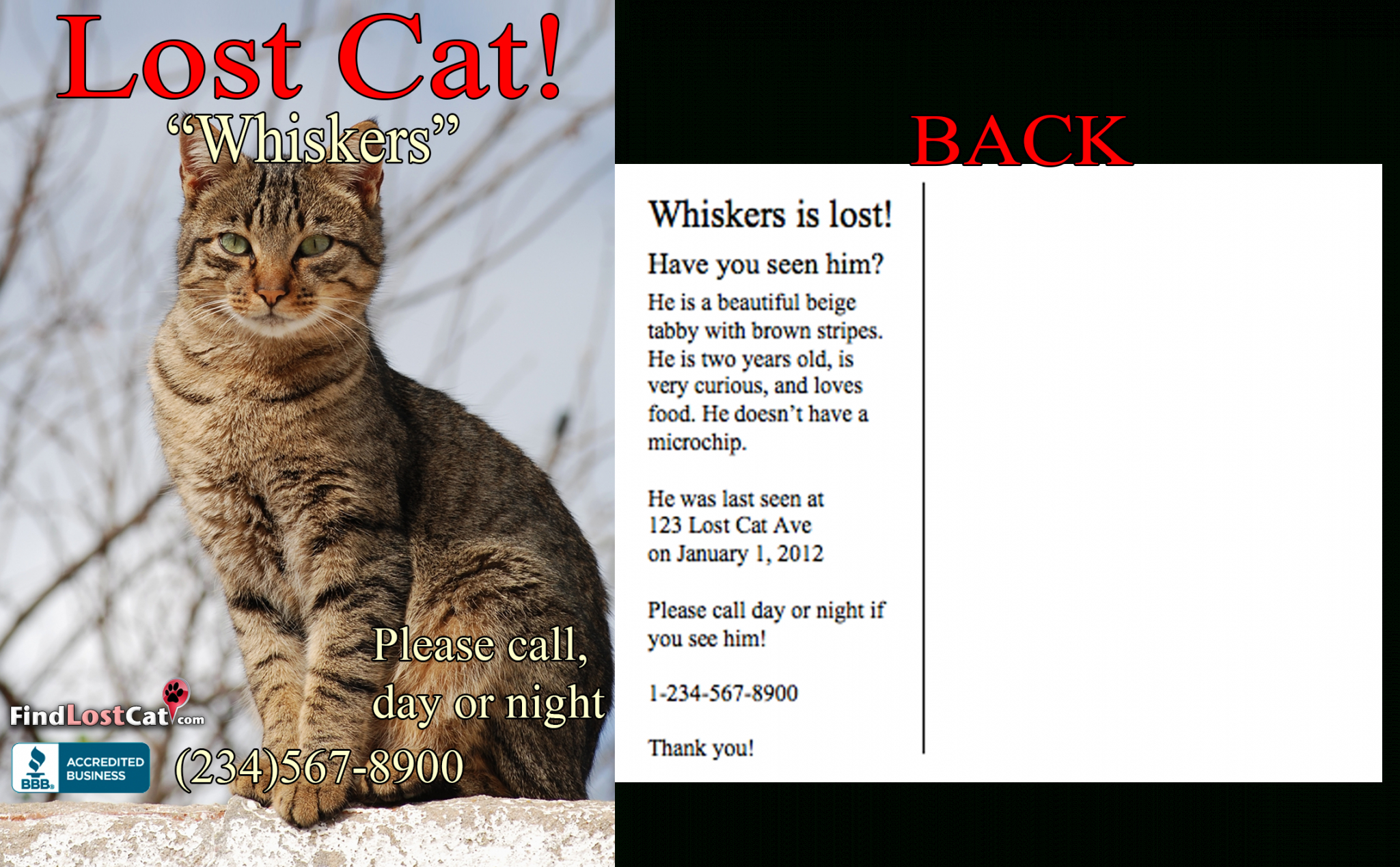free find lost cat  the 1 lost &amp; found cat website in america lost cat template flyer doc