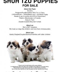 shih tzu puppies for sale flyer &amp;amp; info puppies for sale flyer template doc