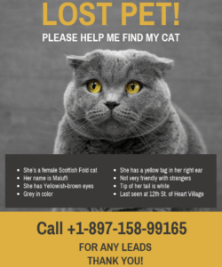 yellow black missing cat poster template lost cat template flyer doc