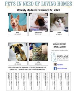 weekly pet flyer february 27 2020  humane society of adopt a pet flyer template pdf