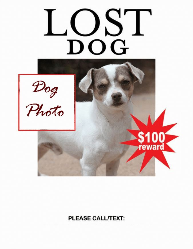 Free Missing Pet Flyer Template Doc Sample Dremelmicro